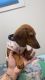 Miniature Dachshund Puppies for sale in Richmond, VA, USA. price: $3,500