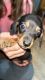 Miniature Dachshund Puppies for sale in Cleveland, NC 27013, USA. price: NA