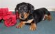Miniature Dachshund Puppies for sale in Scranton, PA, USA. price: $500