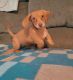 Miniature Dachshund Puppies for sale in Myerstown, PA 17067, USA. price: $950