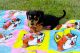 Miniature Dachshund Puppies for sale in Louisville, KY, USA. price: $400