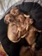 Miniature Dachshund Puppies for sale in Las Vegas, NV, USA. price: NA