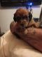 Miniature Dachshund Puppies for sale in Columbus, MS 39705, USA. price: $500