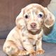 Miniature Dachshund Puppies for sale in Virginia Beach, VA, USA. price: $950