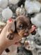 Miniature Dachshund Puppies for sale in Naples, Florida. price: NA