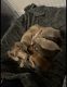 Miniature Dachshund Puppies for sale in Ahsahka, Idaho. price: $450