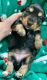 Miniature Dachshund Puppies for sale in Dover, OH, USA. price: $1,800