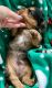 Miniature Dachshund Puppies for sale in Dover, OH, USA. price: $1,895