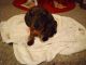 Miniature Dachshund Puppies for sale in Carbondale, Illinois. price: $900