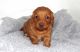 Miniature Dachshund Puppies for sale in Apple Creek, Ohio. price: $1,900
