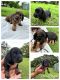 Miniature Dachshund Puppies for sale in Gympie, Queensland. price: $2,800