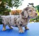 Miniature Dachshund Puppies for sale in Chicago, Illinois. price: $400