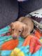 Miniature Dachshund Puppies for sale in Butler, Pennsylvania. price: $800