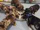 Miniature Dachshund Puppies for sale in California Coastal Trl, San Francisco, CA 94129, USA. price: $800