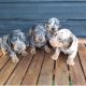 Miniature Dachshund Puppies for sale in New York City, New York. price: $500