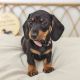 Miniature Dachshund Puppies for sale in California Coastal Trl, San Francisco, CA 94129, USA. price: $950