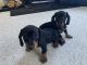 Miniature Dachshund Puppies for sale in Pine Bush, New York. price: $1,250