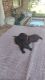Miniature Dachshund Puppies for sale in Webster, Florida. price: $1,500