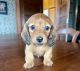 Miniature Dachshund Puppies for sale in Galesburg, Illinois. price: $1,000