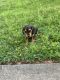 Miniature Dachshund Puppies for sale in Tampa, FL, USA. price: $150