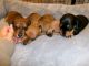 Miniature Dachshund Puppies for sale in Perth, Western Australia. price: $3,000