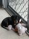 Miniature Dachshund Puppies for sale in Southport, Queensland. price: $2,500