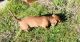 Miniature Dachshund Puppies for sale in Greeneville, Tennessee. price: $1,500