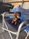 Miniature Dachshund Puppies for sale in Port Augusta, South Australia. price: $1,000