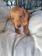 Miniature Dachshund Puppies for sale in Caboolture, Queensland. price: $2,200
