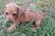 Miniature Dachshund Puppies for sale in Cedar Bluff, AL 35959, USA. price: NA