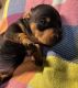 Miniature Dachshund Puppies for sale in Wausau, Wisconsin. price: $1,200