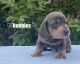 Miniature Dachshund Puppies for sale in Ontario, CA, USA. price: $1,300