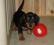 Miniature Dachshund Puppies for sale in Chicago, IL, USA. price: $390