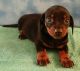 Miniature Dachshund Puppies for sale in Marlow, OK 73055, USA. price: $400