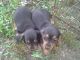 Miniature Dachshund Puppies for sale in Harrisburg, IL 62946, USA. price: NA