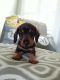 Miniature Dachshund Puppies for sale in Ocala, FL, USA. price: NA