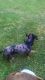 Miniature Dachshund Puppies for sale in Coshocton, OH 43812, USA. price: NA