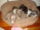 Miniature Dachshund Puppies for sale in Manchester, NH, USA. price: NA