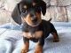 Miniature Dachshund Puppies for sale in Beaver Creek, CO 81620, USA. price: $500