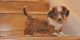 Miniature Dachshund Puppies for sale in Houston, TX, USA. price: NA