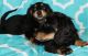 Miniature Dachshund Puppies for sale in Berkeley, CA, USA. price: NA