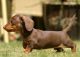 Miniature Dachshund Puppies for sale in New Orleans, LA, USA. price: NA