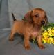 Miniature Dachshund Puppies for sale in Canton, OH, USA. price: NA