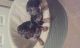 Miniature Dachshund Puppies for sale in Pearland, TX, USA. price: NA