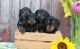 Miniature Dachshund Puppies for sale in St Paul, MN 55105, USA. price: $400