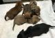 Miniature Dachshund Puppies for sale in St Paul, MN 55105, USA. price: NA