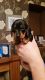 Miniature Dachshund Puppies for sale in St. Louis, MO, USA. price: NA