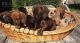 Miniature Dachshund Puppies for sale in Chicago, IL, USA. price: NA