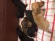 Miniature Dachshund Puppies for sale in Des Moines, IA, USA. price: NA