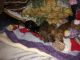 Miniature Dachshund Puppies for sale in Delavan, WI, USA. price: $600